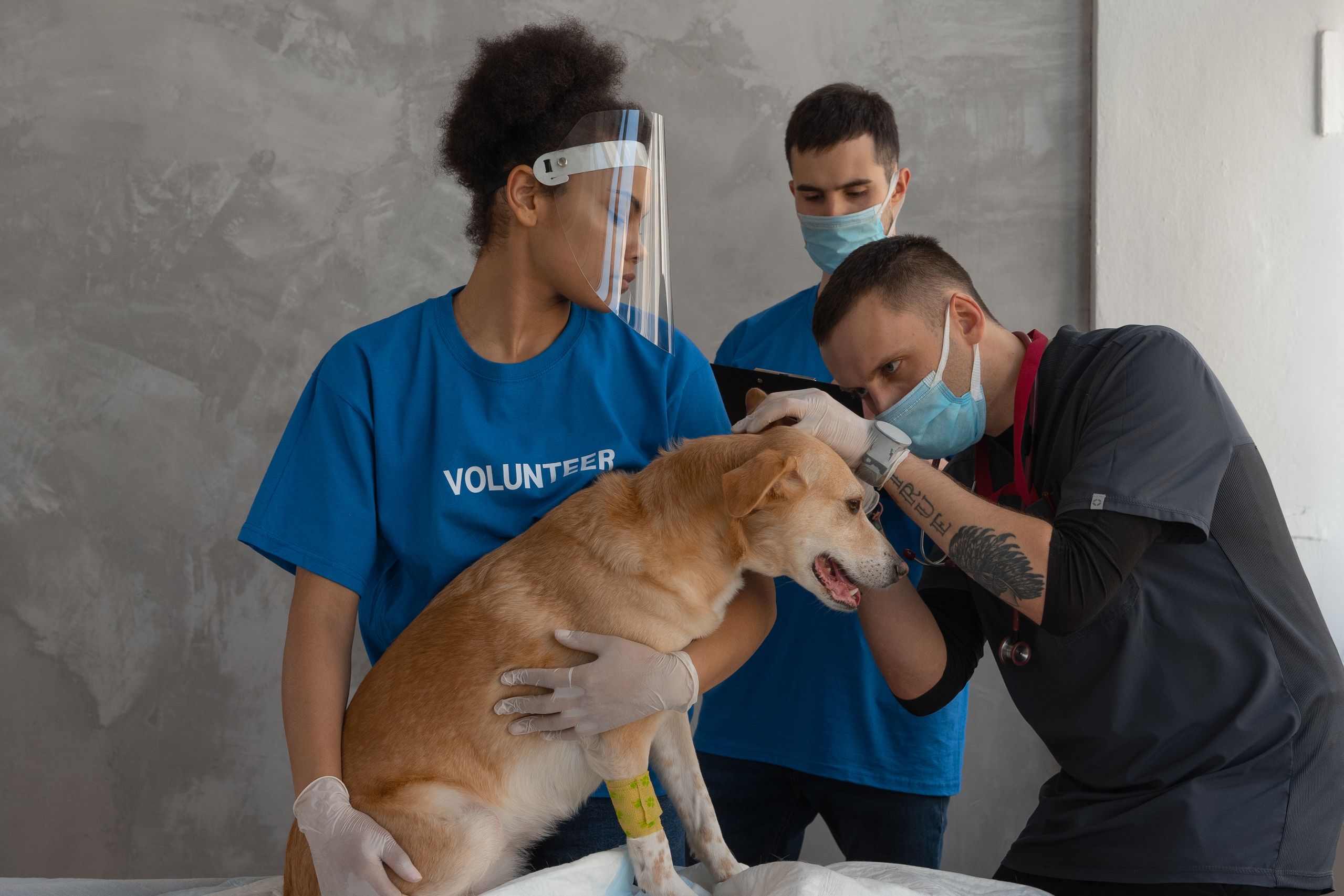 Veterinarian in teal scrubs examining golden retriever